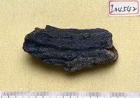 藏品(鹿角)的圖片